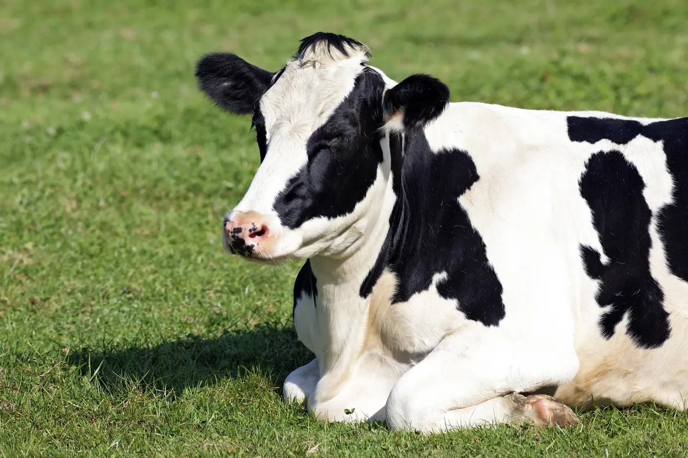 cow
