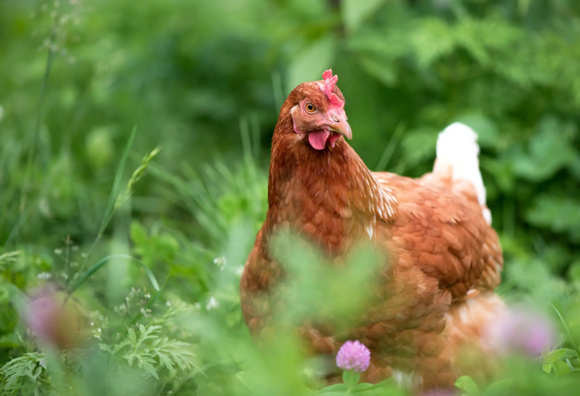 chicken